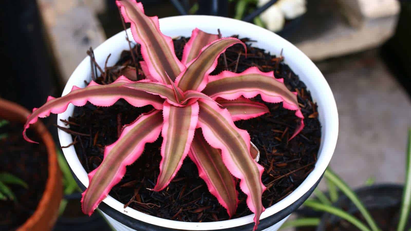 Cryptanthus in a white pot with colorful leaves