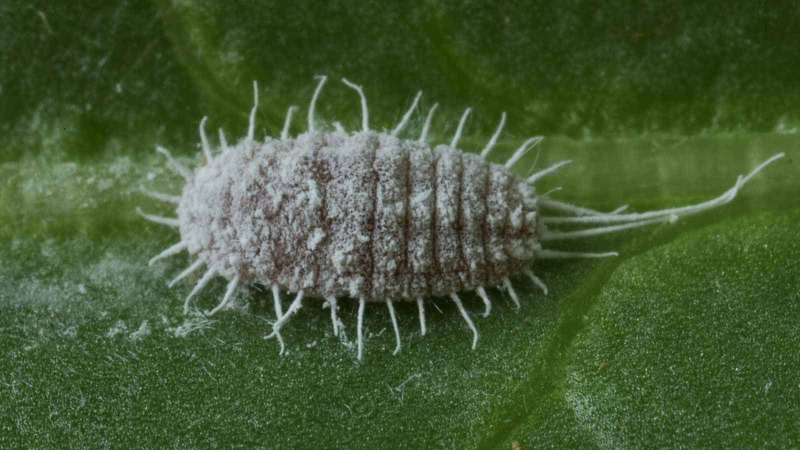 Closeup of a mealybug on a green leaf