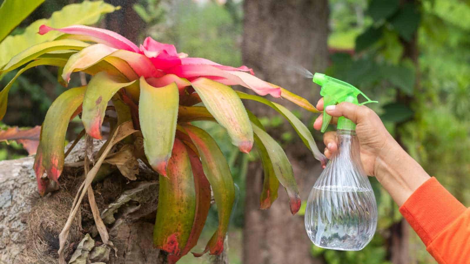 Gardener misting bromeliad plant on a tree