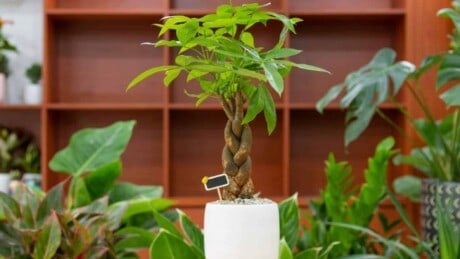 Money tree on a white pot placed on a wooden table