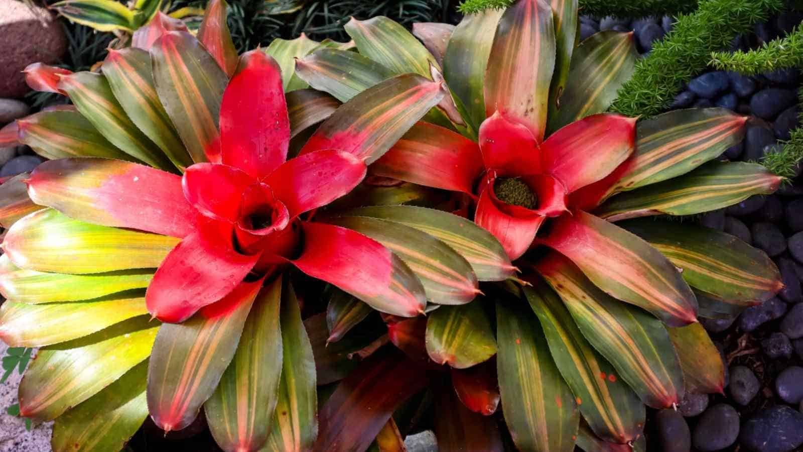 Leaves of Neoregelia