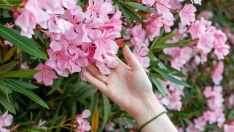Hand touching pink oleander flowers