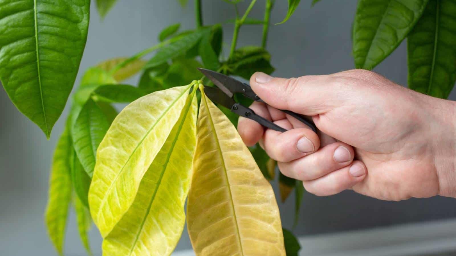 Man pruning yellow leaves of money tree