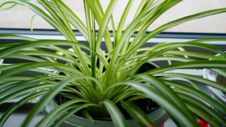 How to Plant, Grow, and Care for Spider Plant Easily