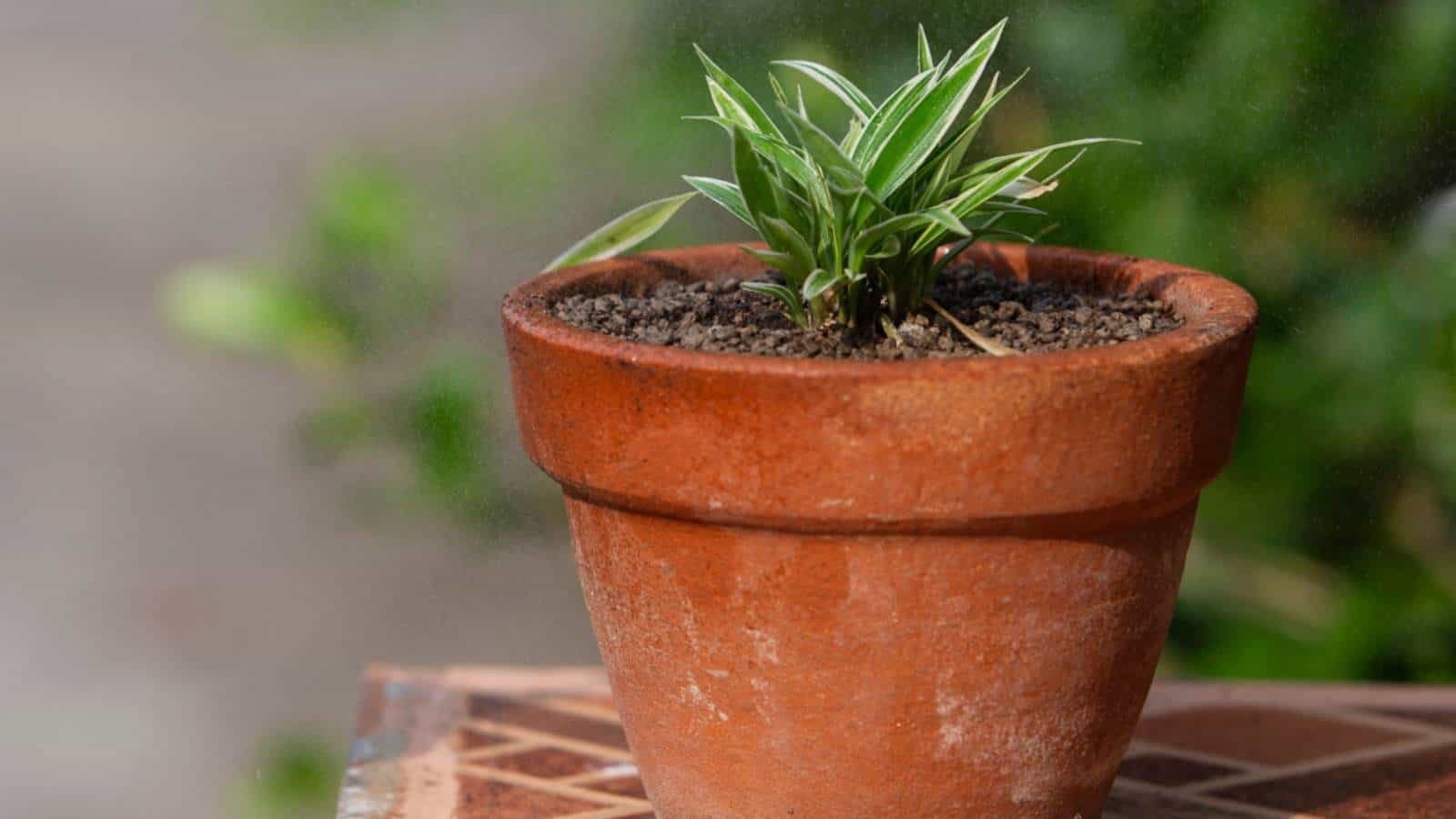 Seedling of spider plant in a pot