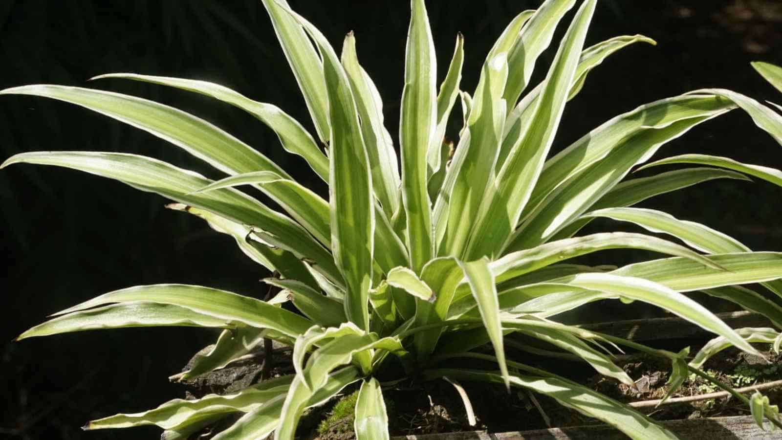 Selective focus of spider plant under bright light
