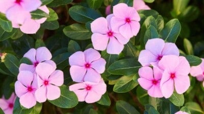 Pink vinca flowers with green leaves