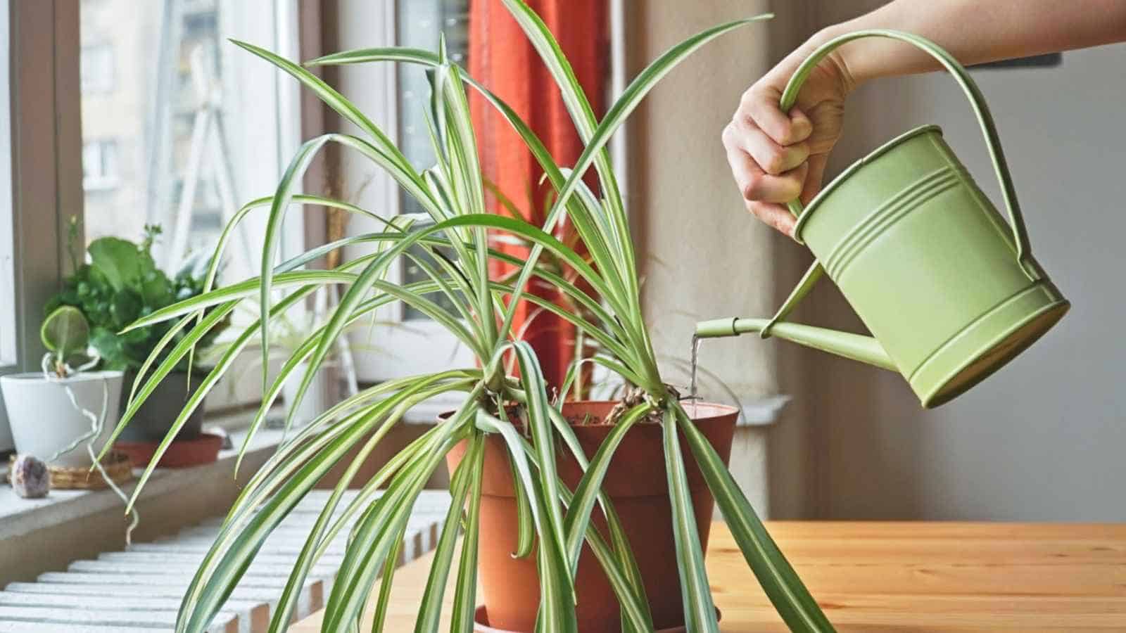 How to Plant, Grow, and Care for Spider Plant Easily