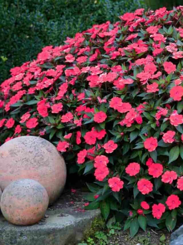 How to Growing and Care for Impatiens Guide for Beginners Natural