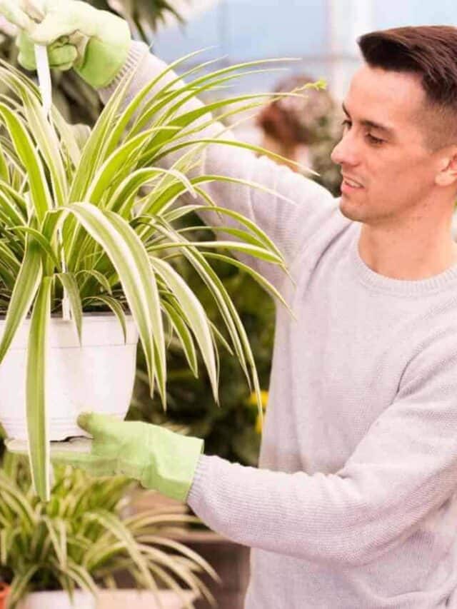 Man holding spider plant on a white pot