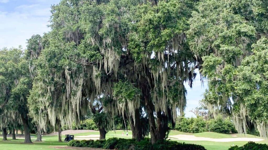 Spanish Moss hanging from trees