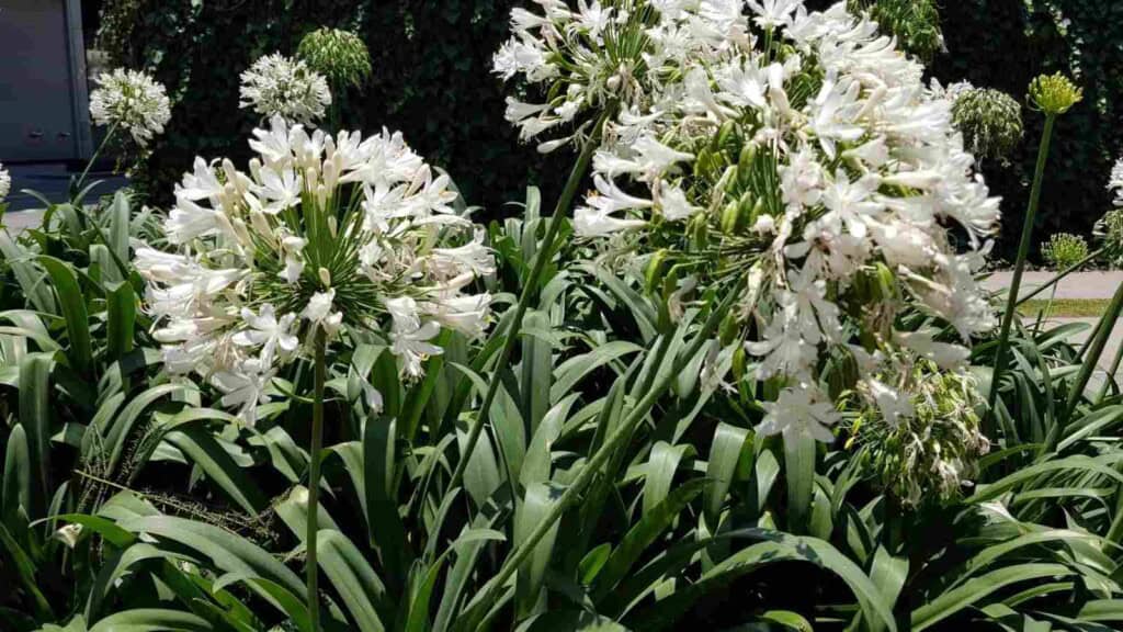 Selective focus of white agapanthus flowers in the garden