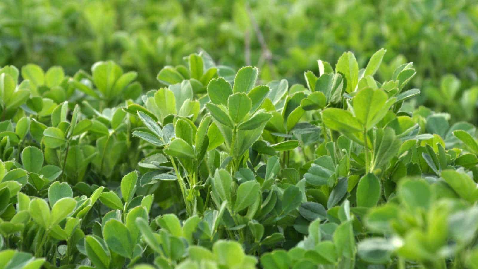 A dense mat of young alfalfa grows in the farm field