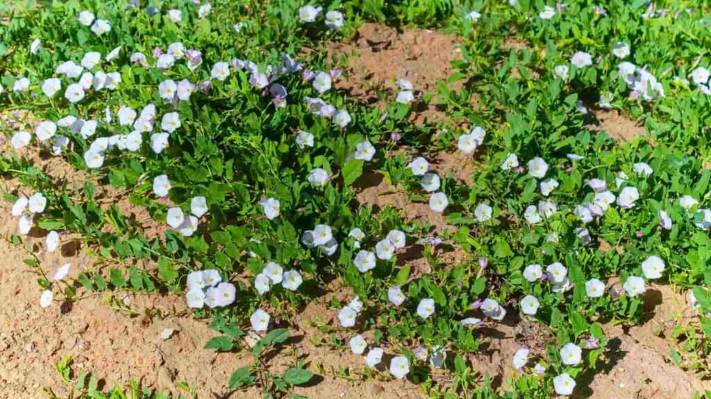 Close up view of a field bindweed with green leaves ang white flowers in bloom