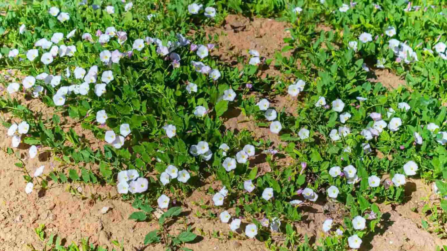 Controlling Bindweed: What is It and Best Control Methods