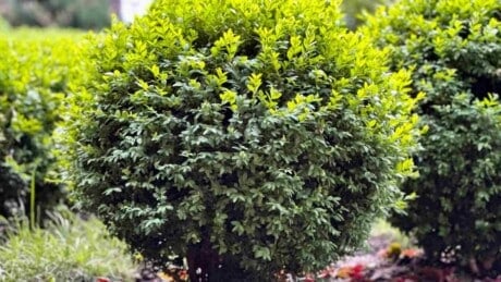 Close up view of green boxwood bushes in the park
