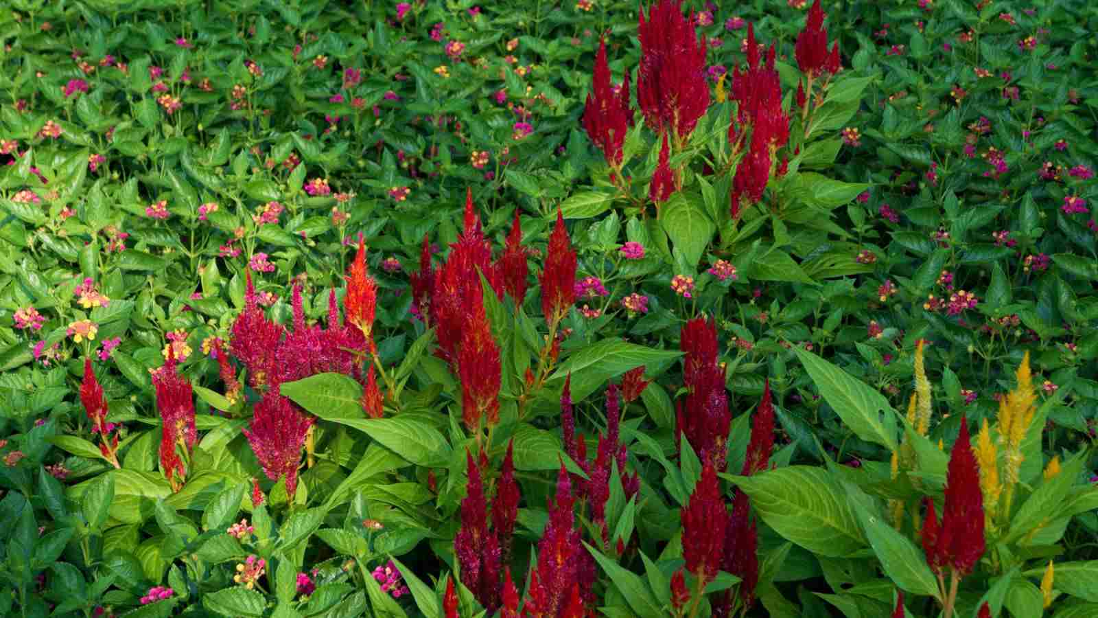 Group of Smooth Sumac with Clusters of red hairy fruits and green leaves