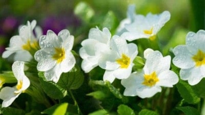 Blooming primrose white flowers with yellow at the center in a garden