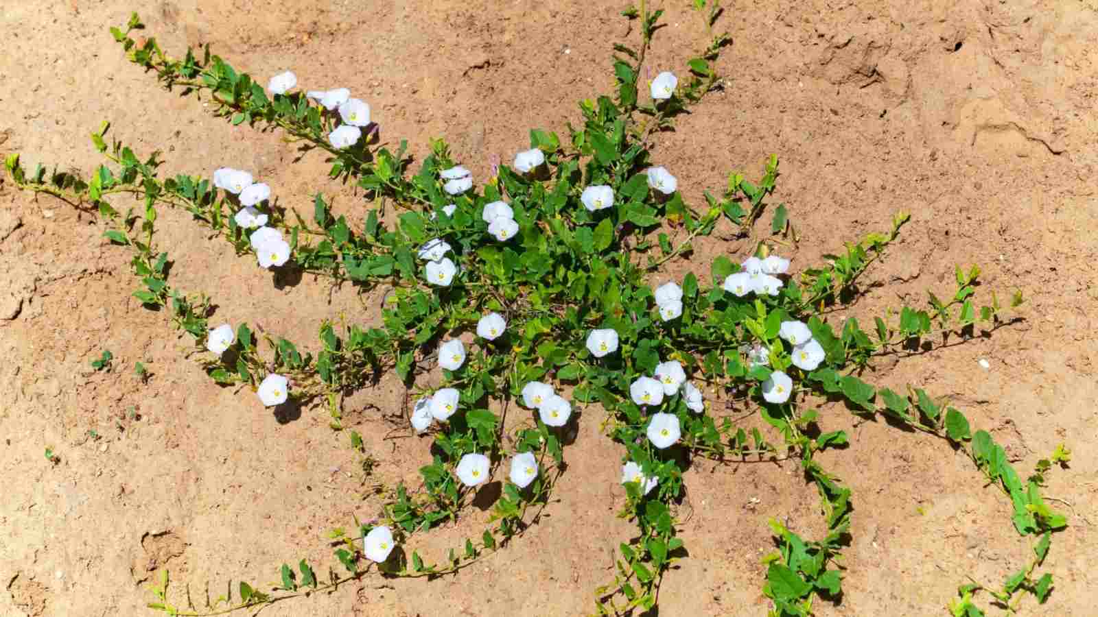 Close up view of field bindweed with small arrowhead-shaped leaves and white trumpet flowers