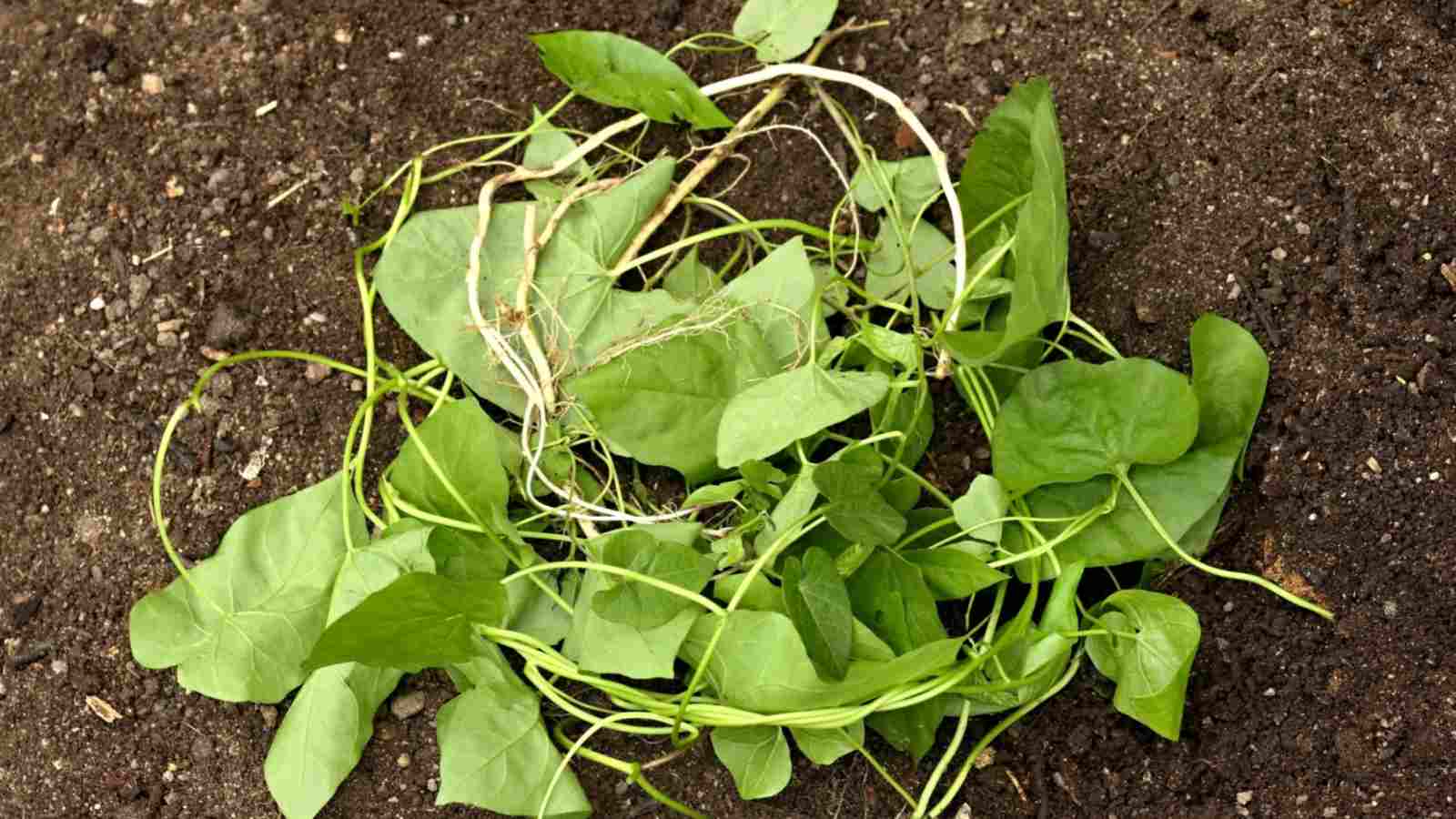 Close up view of field bindweed pulled from the ground with its roots