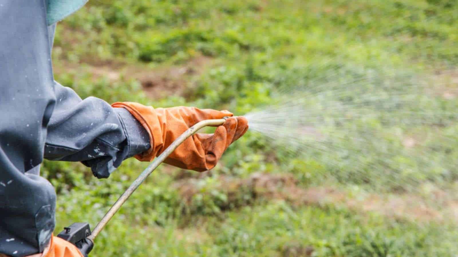 Close up view of a gardener spraying herbicide in the farm that has many weeds