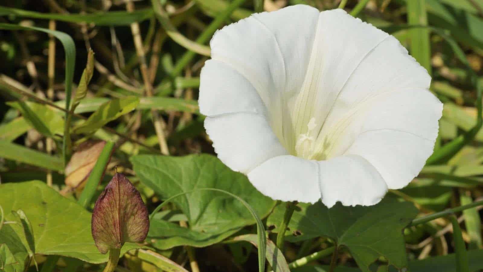 Close up view of hedge bindweed with large white trumpet flower