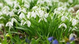 A close up of blooming white snowdrop flower in the garden