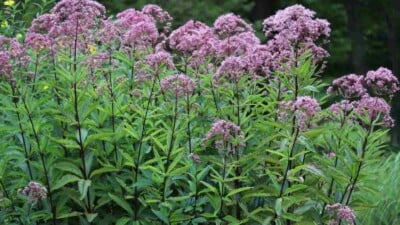 Selective focus of flowering purple Joe Pye Weed in the field