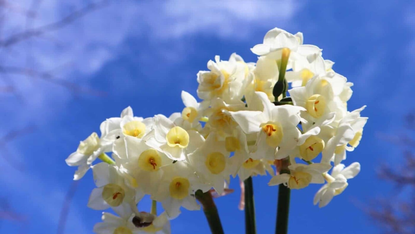 MARCH NATIONAL FLOWER visual data 5