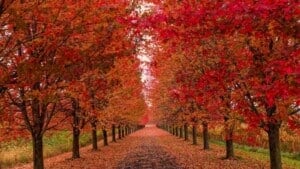 Close up view of red maple trees lining in the driveway