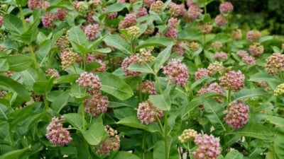 Close up view of light pink blossom and green leaves milkweed plant