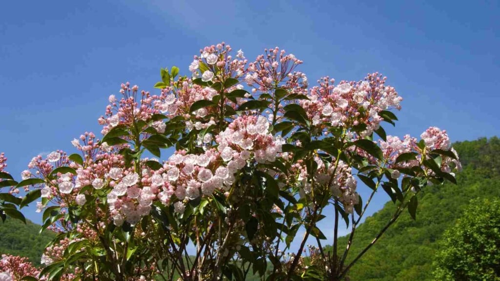 Close up view of full bloom mountain laurel against the blue sky