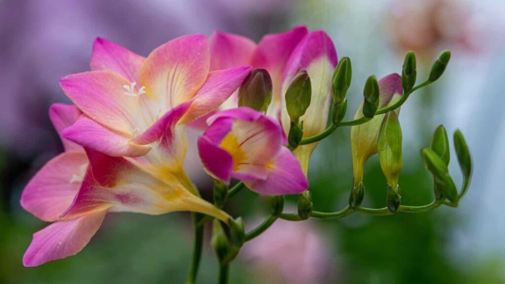 Freesia Labelled How to Plant, Grow, and Care for Freesia (Complete Guide)
