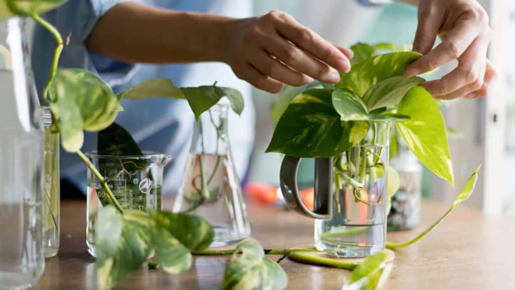 Woman propagating pothos plant from cutting in water for indoor plants