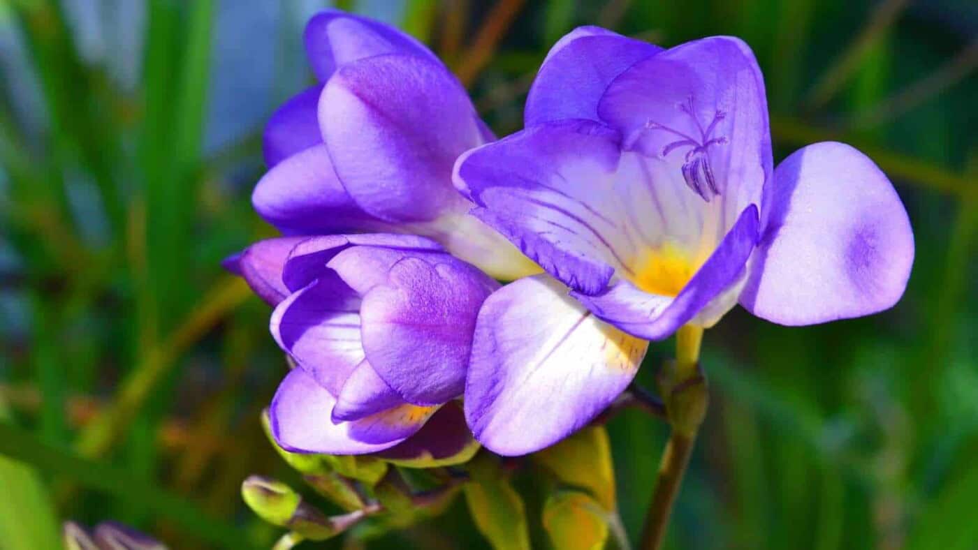 How to plant grow and care for freesia complete guide 