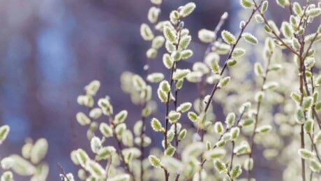 Selective focus of pussy-willow branches with catkins