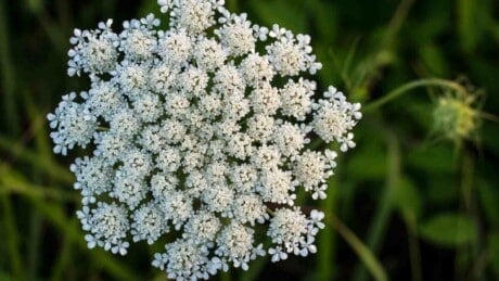 A cluster of White Queen Anne's Lace flowers in focus