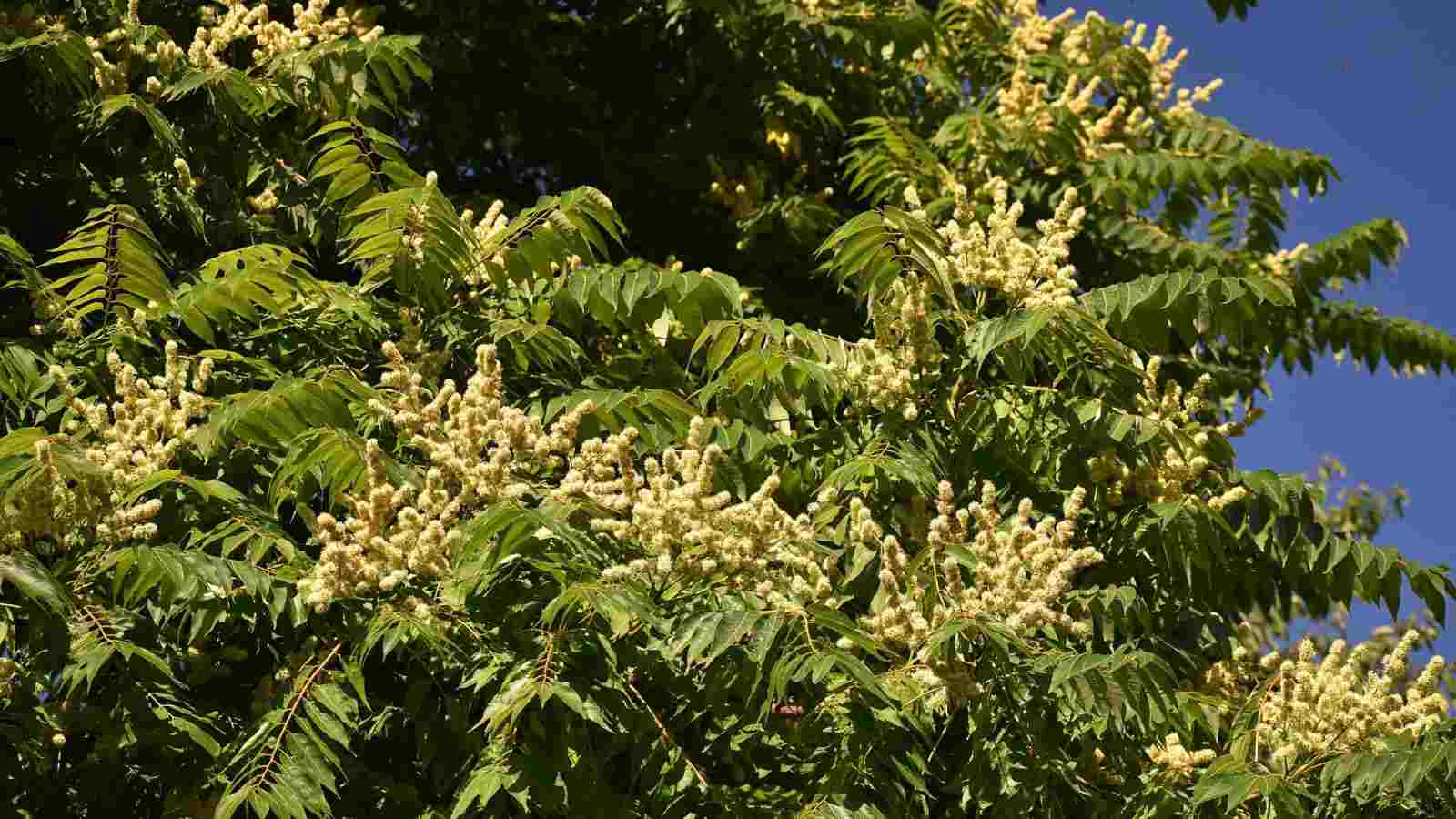 Close up view of Tree branches with flowers of Rhus copallinum or Shining sumac