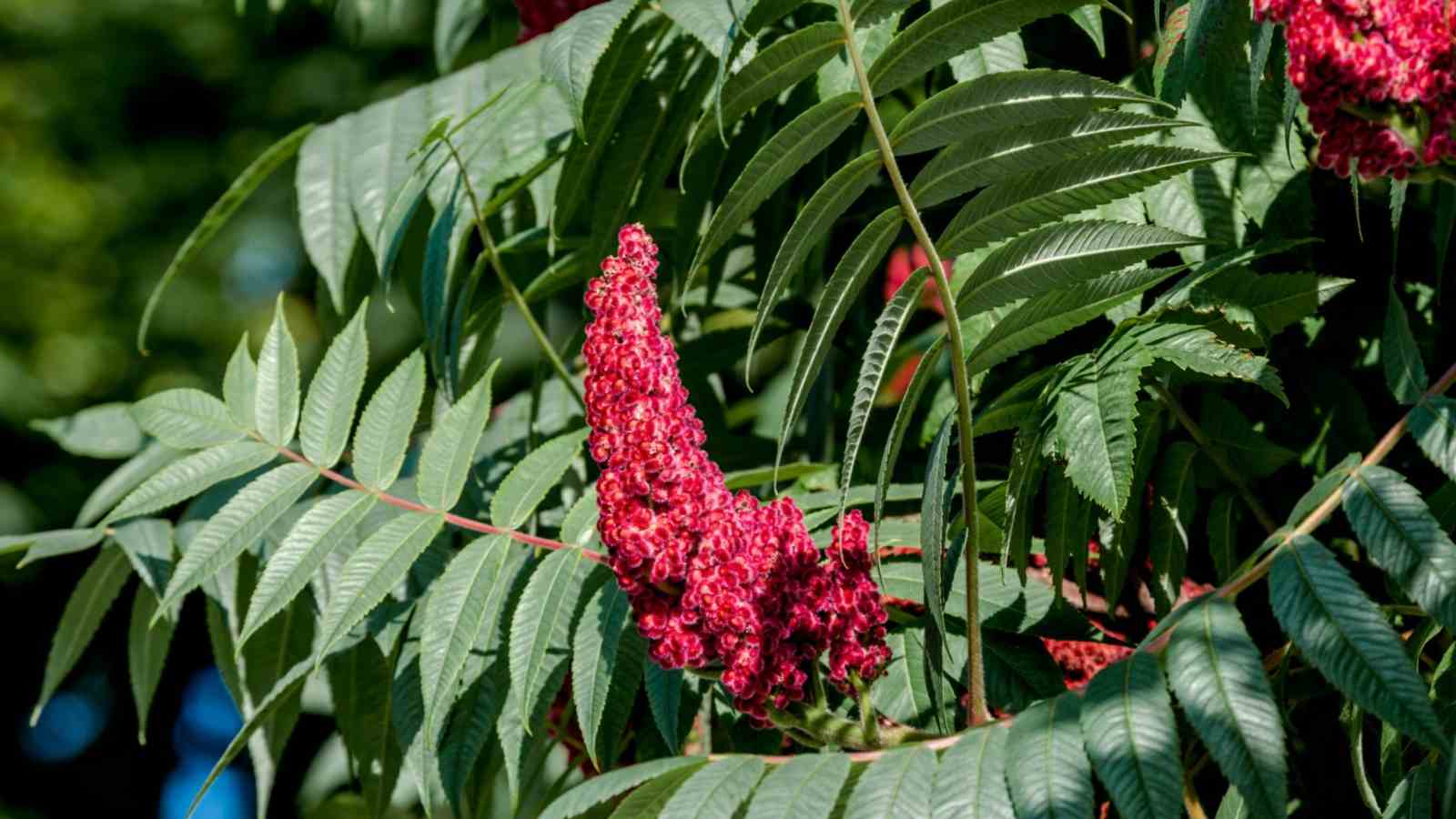 Selective focus of red velvet like flower with deep green foliage of Staghorn Sumac in the park