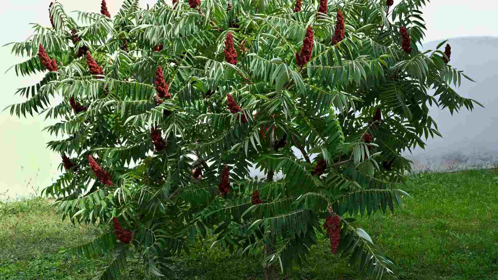 Close up view of Staghorn Sumac tree with big red flowers