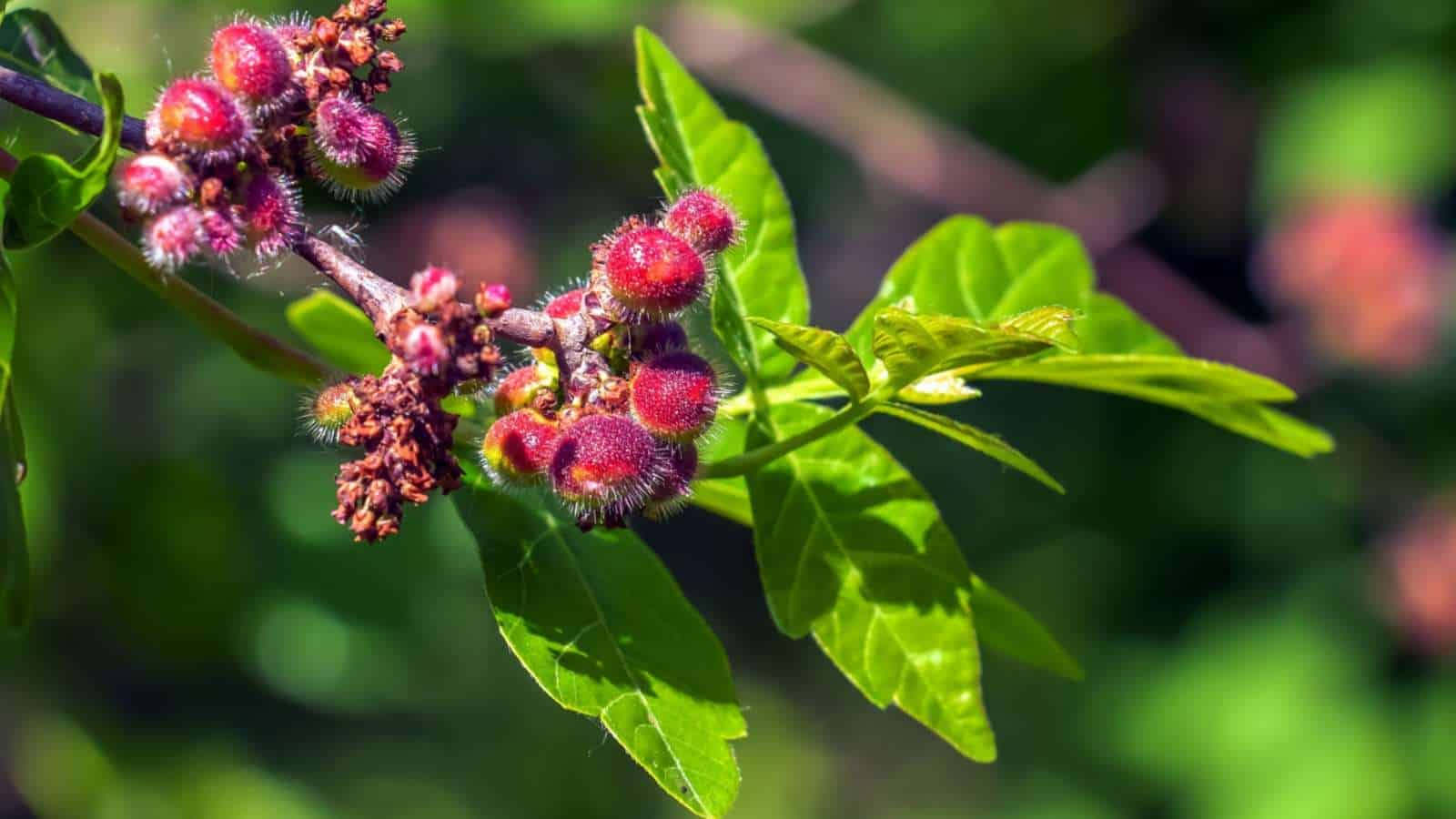 A close up view of Sumac tree with reddish hairy fruit