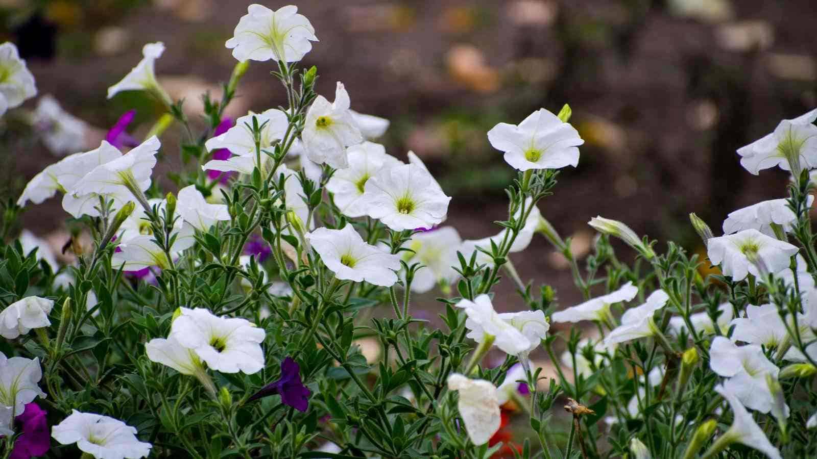 Close up view of a white and purple hedge bindweed in the field