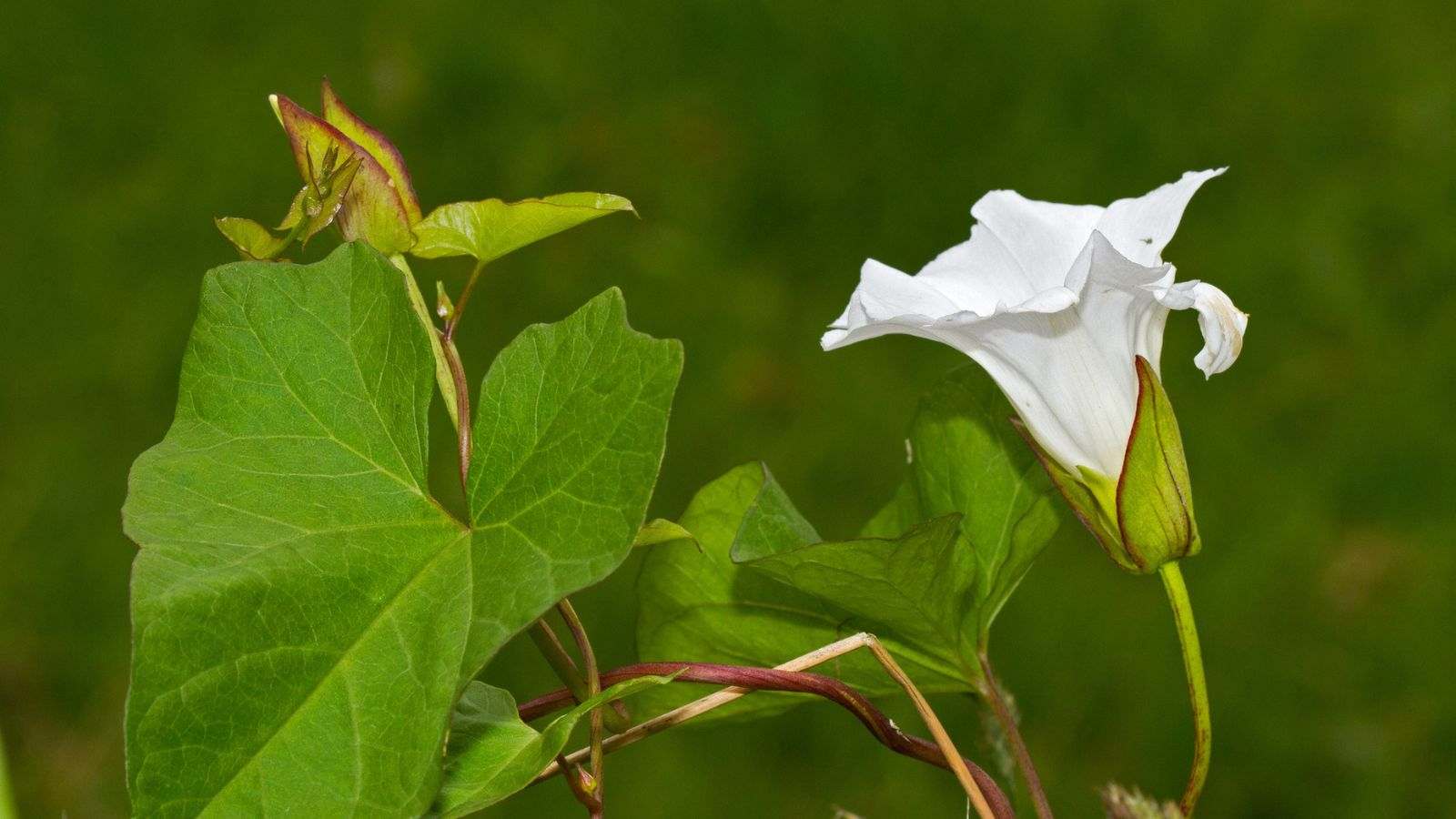 Close up view of a white hedge bindweed with green heart shaped leaves