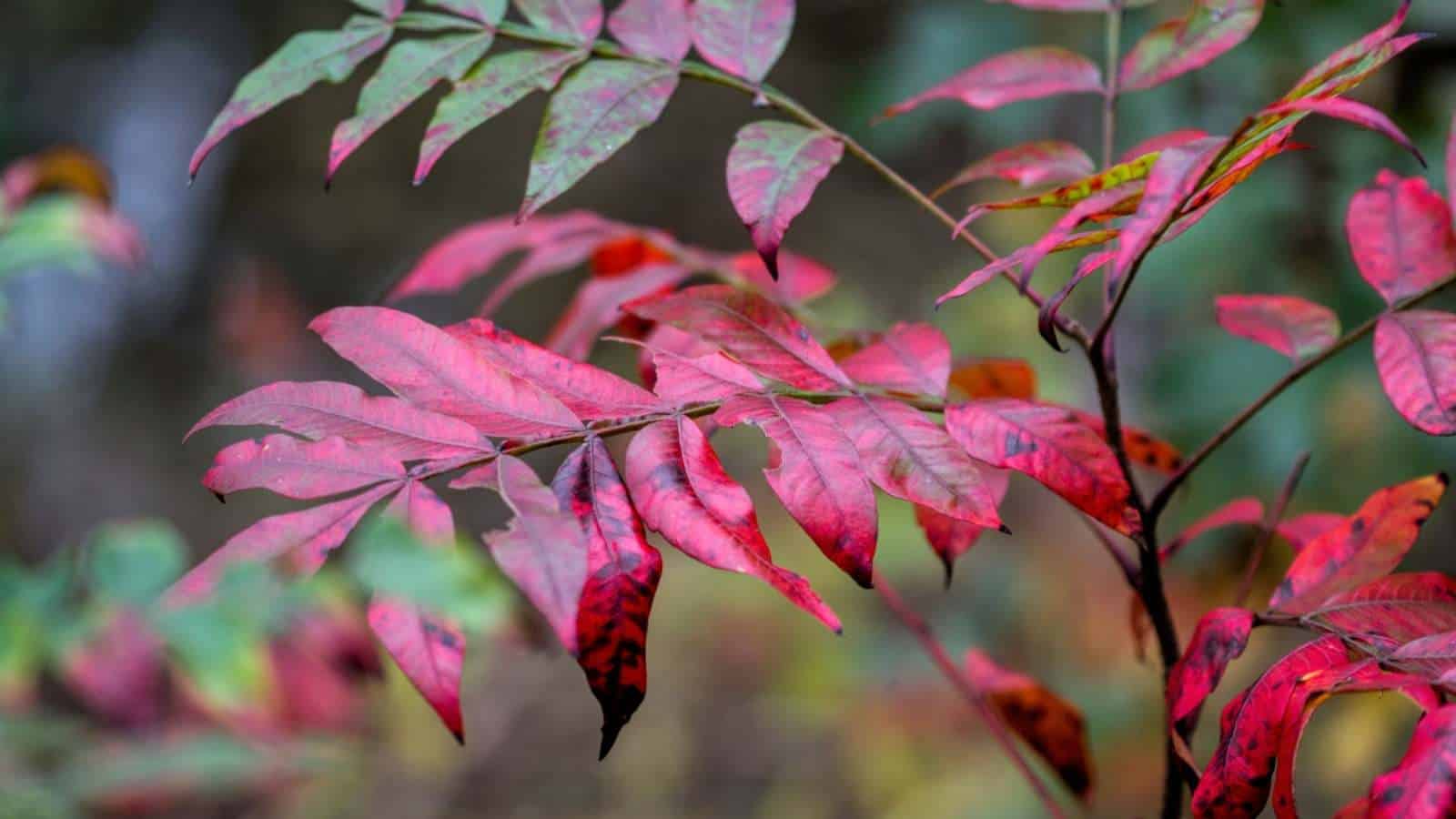 Selective focus of reddish Winged Flameleaf Sumac Fall Leaves