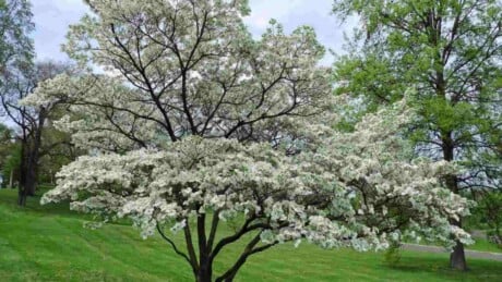 Close up view of beautiful flowering white dogwood tree in the garden