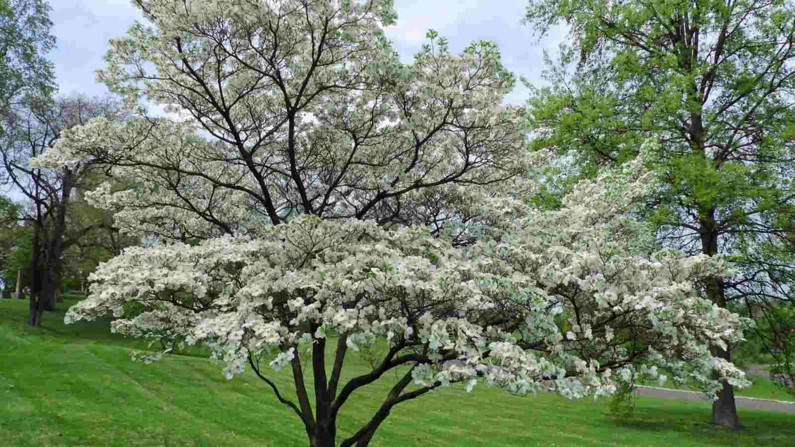 20 Flowering Dogwood Tree Seeds – Pink & White Blooms, CZ Grain, USDA Zones 3-7