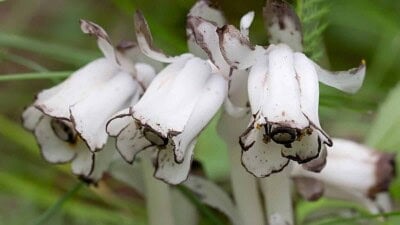 Macro shot of white in color Indian pipe plant