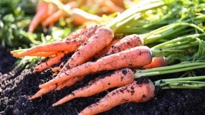 As the summer season bids us farewell, many gardeners might believe that the time for planting and harvesting fresh vegetables from their garden is over. However, this is a common misconception. The fall season, with its cooler temperatures and shorter days, presents an excellent opportunity to grow a variety of vegetables that not only survive but thrive during this period. The fall growing season is often overlooked, but it can be just as productive as the spring and summer seasons. The cooler weather is beneficial for certain vegetables, helping them to develop a better flavor and texture. Plus, fall gardening can also extend your harvest and allow you to enjoy fresh vegetables longer. In this article, as a master gardener, I’ll go over the eleven vegetables that excel during the fall growing season. From root vegetables to leafy greens, these vegetables are not only hardy and easy to grow but also packed with nutrition. So, let's turn the misconception around and make the most of the fall season in our gardens. 11 Best Veggies to Grow During Fall As the summer season comes to an end, many gardeners may think it's time to hang up their gardening gloves until spring. However, fall is an excellent time to grow a variety of vegetables that thrive in cooler temperatures. Here is a list of the 11 best vegetables to grow during the fall season. 1. Carrots Image URL: https://www.shutterstock.com/image-photo/close-view-garden-bed-carrots-being-2378475005 Alt Text: Close up view of carrots harvested from the garden bed File Name: Carrots harvested from the garden bed Caption: N/A Carrots are a versatile root vegetable that thrives in the fall growing season. Their preference for cooler temperatures makes them an ideal choice for fall gardening. Carrots require loose, well-drained soil to grow properly. Heavy, compact soil can lead to misshapen roots. Carrots are a biennial plant, which means they take two years to complete their life cycle. However, they are usually harvested in their first year when the roots are most tender and flavorful. Plant your carrot seeds directly into the garden, as carrots do not transplant well. Sow the seeds about 1/4 inch deep and 2 inches apart in rows that are 1 foot apart. After the seedlings emerge, thin them to about 3 inches apart to allow room for the carrots to grow. Carrots need a good amount of sunlight, at least 6 hours a day, but they also tolerate some shade. Water them regularly to keep the soil moist but not waterlogged. One of the benefits of growing carrots in the fall is that the cooler temperatures can actually enhance the flavor of the carrots, making them sweeter. As the temperatures drop, carrots convert their stored starches into sugars to prevent freezing, which results in a sweeter carrot. Harvest your carrots when they are of suitable size, usually about 2 to 3 months after planting. You can leave them in the ground longer if you wish, as they can tolerate frost and the cold can further enhance their sweetness. 2. Broccoli Image URL: https://www.dreamstime.com/royalty-free-stock-photography-broccoli-image23715187 Alt Text: Macro shot of farm fresh broccoli with leaves ripe for picking in the garden File Name: Farm fresh broccoli ripe for picking Caption: N/A Broccoli is a cool-season crop that thrives in the fall growing season. This cruciferous vegetable is known for its high nutritional value and is a favorite in many home gardens. Broccoli prefers soil temperatures between 60 and 70 degrees Fahrenheit, making it an ideal fall crop. The plant can tolerate light frost, which can actually improve its flavor. This makes it a perfect candidate for your fall vegetable garden. To grow broccoli, start by selecting a variety that is known for its cold tolerance. Some popular choices include 'Calabrese', 'Green Goliath', and 'Waltham 29'. Plant your broccoli seeds in a sunny location, ensuring the soil is rich in organic matter. Broccoli plants require a lot of nutrients, so it's essential to prepare your soil with compost or a balanced fertilizer before planting. Water your broccoli plants regularly, but avoid getting the heads wet as this can lead to rot. Broccoli also benefits from a layer of mulch to help retain soil moisture and regulate soil temperature. Harvest your broccoli when the heads are firm and tight, before the florets start to separate and turn yellow. Cut the stalk at an angle to prevent water from pooling and causing rot. 3. Radish Image URL: https://www.shutterstock.com/image-photo/old-farmer-harvesting-radishes-radish-field-1853213680 Alt Text: Close up view of a gardener harvesting radish in a radish field File Name: A gardener harvesting radish in a radish field Caption: N/A Radishes are a gardener's dream when it comes to fall gardening. These vibrant root vegetables are not only easy to grow, but they also thrive in the cooler temperatures of the fall season. Radishes are quick to mature, often ready for harvest in as little as three weeks, making them an excellent choice for those looking for a quick yield. They prefer a well-drained soil rich in organic matter. They are a great choice for beginner gardeners as they are relatively low maintenance. They require moderate watering and can tolerate partial shade, although they prefer full sun. When planting radishes, sow the seeds directly into the ground at a depth of about half an inch, spacing them approximately one inch apart. As the radishes grow, thin them out to about two inches apart to allow room for the radishes to develop. One of the benefits of growing radishes in the fall is that they are less likely to be affected by pests. The cooler temperatures can deter many common garden pests, allowing your radishes to grow undisturbed. In addition to their ease of growth, radishes are also a nutritious addition to your fall garden. 4. Peas Image URL: https://www.shutterstock.com/image-photo/green-peas-pods-field-close-selective-2505905411 Alt Text: Selective focus of green peas in pods in the field File Name: Green peas in pods Caption: N/A Peas are a versatile and hearty vegetable that thrive during the fall growing season. They are a cool-weather crop, which means they prefer temperatures between 60 and 75 degrees Fahrenheit. Peas are not only easy to grow, but they also enrich the soil with nitrogen, a nutrient that many plants need to thrive. This makes them an excellent choice for crop rotation, as they can help prepare the soil for other plants in the following growing season. To grow peas, you'll want to plant them in a sunny location with well-draining soil. They should be sown directly into the ground, as they do not transplant well. Plant them about 1 to 1.5 inches deep and 2 inches apart. If you're growing climbing varieties, make sure to provide a trellis or some other form of support for the plants to climb. Peas have a relatively short growing season, usually around 60 to 70 days. This means you can enjoy a harvest before the first hard frost of winter. Harvest the pods when they are plump and the peas inside are round. Freshly picked peas are incredibly sweet and delicious, making all the effort worthwhile. 5. Herbs Herbs are an essential part of any garden; they look incredible in the garden and also provide a variety of flavors to enhance your meals. And the best part is that many herbs, including cilantro and basil, thrive during the fall growing season. Firstly, cilantro, also known as coriander, is a cool-season herb that prefers the cooler temperatures of fall. It is a fast-growing plant that can be harvested within a few weeks of planting. Image URL: https://www.dreamstime.com/royalty-free-stock-photography-cilantro-image14746607 Alt Text: Close up of cilantro plant in the garden with a wooden marker bearing the name cilantro File Name: Cilantro plant in the garden Caption: N/A Cilantro enjoys well-drained soil and requires regular watering to maintain its growth. It is also a great companion plant, helping to deter pests from other vegetables in your garden. On the other hand, basil is a versatile herb that can be grown in both warm and cool seasons. However, it is important to note that basil is sensitive to frost, so it is best to plant it in the fall in regions with milder winters. Image URL: https://www.shutterstock.com/image-photo/rows-green-basil-on-farm-field-2408118795 Alt Text: Close up view of green basil in rows on a farm under the sun File Name: Rows of green basil on a farm Caption: N/A Basil prefers full sun and well-drained soil. Regular pruning will encourage bushier growth and a more abundant harvest. 6. Spinach Image URL: https://www.dreamstime.com/stock-photo-picking-spinach-harvesting-plantation-hand-image63297549 Alt Text: Close up view of a gardener harvesting spinach by hand from the farm File Name: A gardener harvesting spinach from the farm Caption: N/A Spinach is a versatile and nutritious vegetable that thrives in the cooler temperatures of the fall season. This leafy green is packed with vitamins and minerals, making it a healthy addition to any garden and diet. Spinach prefers cooler weather and can survive frost, making it an ideal choice for fall planting. The plant's growth can be stunted by the heat of summer, but the milder temperatures of fall provide the perfect growing conditions. To grow spinach in your fall garden, select a site that receives full sun to partial shade. Spinach prefers well-drained soil rich in organic matter. Prior to planting, prepare the soil by adding compost or a slow-release fertilizer to provide the nutrients the plants will need. Plant spinach seeds directly in the garden, sowing them 1/2 inch deep and 2 to 3 inches apart in rows 12 to 18 inches apart. Spinach seeds will germinate in temperatures as low as 40 degrees Fahrenheit, but they'll sprout more quickly in warmer soil. Once the plants have a few true leaves, thin them to stand 4 to 6 inches apart. Keep the soil consistently moist, but avoid overhead watering to prevent disease. Spinach is ready to harvest in 40 to 50 days. You can start picking the outer leaves as soon as they're large enough to use. Regular harvesting encourages the plants to produce more leaves. 7. Cauliflower Image URL: https://www.shutterstock.com/image-photo/plantation-workers-picking-ripe-cauliflowers-on-2186111389 Alt Text: Close up view of a plantation worker harvesting ripe cauliflower on the vegetable plantation File Name: A plantation worker harvesting ripe cauliflower Caption: N/A Cauliflower thrives in the cooler temperatures of the fall season. This cruciferous plant, known for its dense, white heads, is a nutritious addition to your fall garden, offering a bounty of vitamins and minerals. Plant your cauliflower seeds in late summer to ensure a successful fall harvest. The plant prefers a sunny location with well-drained, fertile soil. Incorporating organic compost into your garden bed before planting will provide the necessary nutrients for optimal growth. When planting, space your cauliflower plants about 18-24 inches apart to allow for proper air circulation and growth. Water them regularly, keeping the soil consistently moist but not waterlogged. As the heads of your cauliflower begin to form, you may want to blanch them. This process involves tying the plant's leaves over the emerging head to protect it from the sun and maintain its white color. Harvest your cauliflower when the heads are compact, firm, and white. If left too long, the heads may become grainy and lose their flavor. 8. Cabbage Image URL: https://www.dreamstime.com/cabbage-farm-cabbage-farm-hill-image108856038 Alt Text: Close up view of cabbage farm on the hill File Name: Cabbage farm on the hill close up Caption: N/A Cabbage also thrives remarkably well during the fall season. This hardy and versatile vegetable is not only a staple in many kitchens but also a star performer in the fall garden. The cool, crisp air of fall is perfect for growing cabbage because it helps to sweeten its flavor. This vegetable prefers daytime temperatures around 60 degrees Fahrenheit, which makes it an ideal candidate for your fall garden. When planting cabbage, it is important to remember that it requires a good amount of sun, so be sure to choose a location in your garden that receives at least six hours of sunlight each day. Cabbage also appreciates well-drained, fertile soil rich in organic matter. One of the benefits of growing cabbage is its resistance to frost. In fact, a light frost can actually improve the flavor of cabbage, making it sweeter. This makes it a great choice for those gardeners who live in regions where early frosts are common. In terms of care, cabbage requires regular watering to keep the soil evenly moist. A layer of mulch can help retain soil moisture and also keep weeds at bay. 9. Beetroot Image URL: https://www.shutterstock.com/image-photo/beetroot-fresh-harvest-garden-bunch-freshly-2458174839 Alt Text: Close up view of a bunch of freshly harvested beetroot in the garden under the sun File Name: Freshly harvested beetroot in the garden Caption: N/A Beetroot is a versatile vegetable that thrives in the cooler temperatures of the fall season. This root vegetable is not only a vibrant addition to your garden but also offers numerous health benefits, including improved digestion and blood pressure regulation. Beetroot prefers to grow in well-drained soil with a pH between 6.0 and 7.0. It's crucial to ensure that the soil is free of large stones that could hinder the growth of the root. Beetroot seeds can be sown directly into the garden in late summer or early fall, approximately 8 to 10 weeks before the first expected frost. When planting, place the seeds about 1 inch deep and 2 inches apart in rows that are 12 inches apart. Beetroot plants require full sun to partial shade and regular watering to prevent the roots from becoming woody and tough. As the beetroot plant grows, it's important to thin out the seedlings when they reach about 2 inches in height, leaving the strongest plants about 4 to 6 inches apart. This gives the beets plenty of room to grow and ensures a healthy, bountiful harvest. Harvest time for beetroot depends on the size you desire. Smaller beets are tender and sweet, usually ready for harvest in about 50 to 60 days. Larger beets take longer and are generally ready in about 70 to 80 days. To harvest, simply pull the beets from the ground and remove the tops, leaving about 1 inch of stem attached to prevent the beets from bleeding and losing their vibrant color. 10. Brussel Sprouts Image URL: https://www.shutterstock.com/image-photo/brussels-sprout-vegetable-farm-259367978 Alt Text: Selective focus of brussels sprout in the vegetable farm File Name: Brussels sprout vegetable in the farm Caption: N/A Brussel sprouts are a wonderful addition to any fall garden. These small, leafy green vegetables are part of the Brassica family, which also includes cabbage, kale, and broccoli. Brussel sprouts thrive in cooler temperatures, making them an ideal choice for the fall growing season. Plant your Brussel sprouts in a location that receives full sun, in well-drained soil rich in organic matter. They prefer a soil pH between 6.0 and 7.0. Start seeds indoors 12-14 weeks before the first frost, or purchase young plants from a nursery. Transplant them outdoors when they are about 3 inches tall. Brussel sprouts require consistent watering to ensure steady, healthy growth. Mulch around the base of the plants to retain soil moisture and prevent weed growth. As the plants mature, remove the lower leaves to encourage the growth of the sprouts along the stem. Harvest your Brussel sprouts after the first frost, when the sprouts are firm and about 1-2 inches in diameter. The flavor of Brussel sprouts actually improves after a frost, as the cold temperatures cause the plants to convert their stored starches into sugars. 11. Kale Image URL: https://www.dreamstime.com/stock-photo-curled-kale-growing-garden-known-its-tasty-greens-high-vitamin-mineral-content-image55270146 Alt Text: Close up view of green curled kale growing in the garden File Name: Caption: N/A Kale is a hearty, leafy green that thrives in cooler temperatures, making it an excellent choice for your fall garden. This nutrient-dense vegetable is known for its resistance to frost, which can actually enhance its flavor and make it sweeter. When planting kale, it's important to remember that it prefers well-drained, fertile soil with a pH between 6.0 and 7.0. You can start sowing kale seeds in late summer for a fall harvest. Plant the seeds 1/2 inch deep and approximately 3 inches apart. Once the plants have grown to about 2 inches in height, thin them to a spacing of 12 inches apart to allow for mature growth. Kale is a relatively low-maintenance plant, but it does require consistent watering, especially during dry spells. Mulching around the base of the plants can help retain soil moisture and suppress weeds. Close up view of freshly harvested carrots in the carrot field under the sun