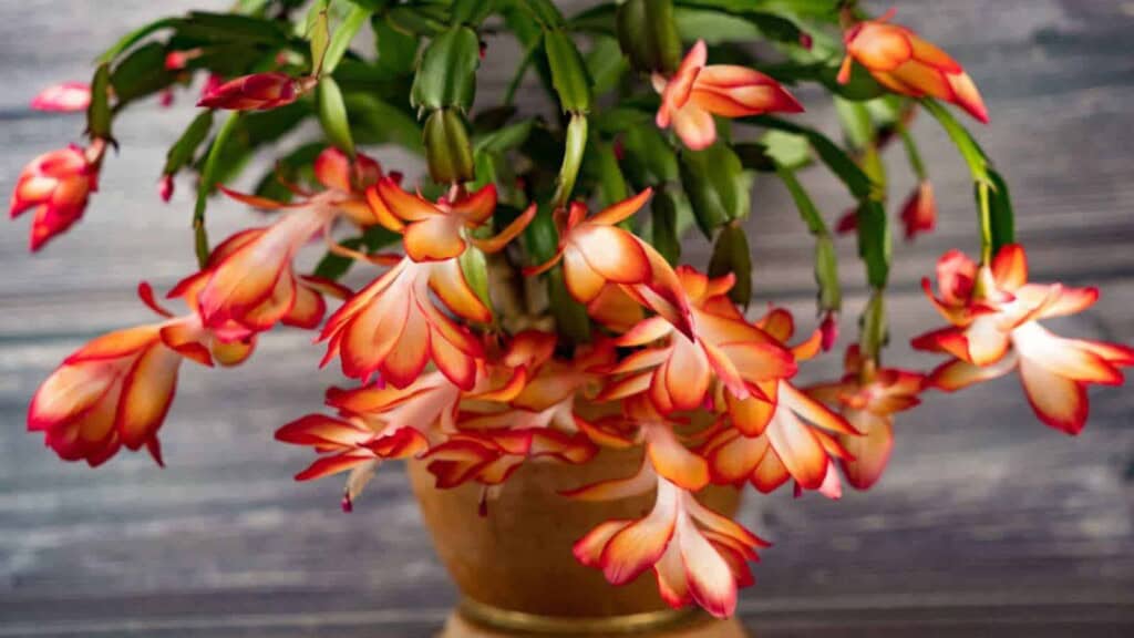 Close up view of orange christmas cactus in brown pot