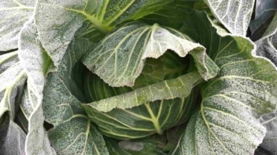 A close-up view of a frosted cabbage in the garden